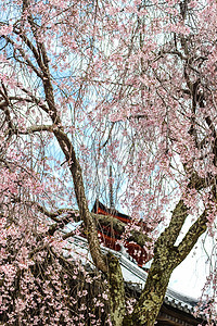 粉红樱花 樱花树和日本寺庙旅行宝塔季节樱花粉色白色蓝色花园天空图片