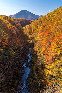 中津川福岛秋天旅游季节峡谷黄色叶子红色游客旅行森林绿色图片