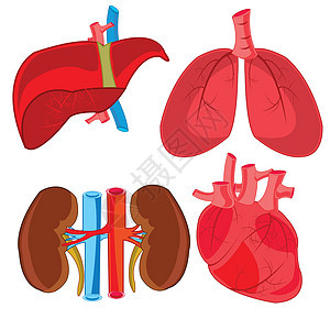 人的内部器官背景图片