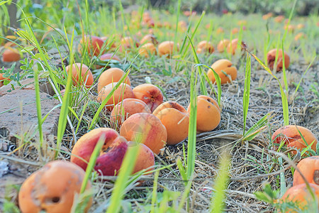 草地上沉没和腐烂的杏子 农村和夏季概念树叶黄色食物水果叶子植物阴影地面圆形橙子图片