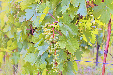 一大堆葡萄 年轻的葡萄团 合起来花园植物宏观栽培藤蔓酒精叶子生长食物收成图片
