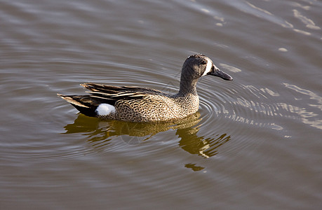蓝翼Teal鸭子涉猎动物湿地池塘荒野羽毛野生动物翅膀水禽图片