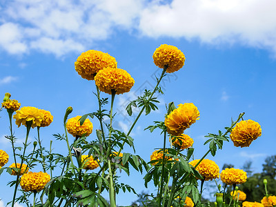 草原上的花朵场地花瓣黄色植物群植物季节活力绿色花园橙子图片