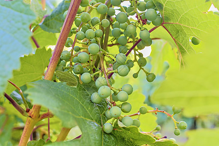 一大堆葡萄 年轻的葡萄团 合起来农场植物栽培葡萄园收成食物酒精饮料花园水果图片