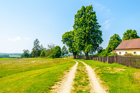 捷克农村地貌 乡村公路旁的绿叶树 可休息的荒凉地方背景图片