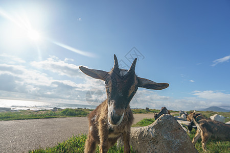放牧小山羊牧场牛角天空毛皮风景婴儿场地哺乳动物国家动物图片