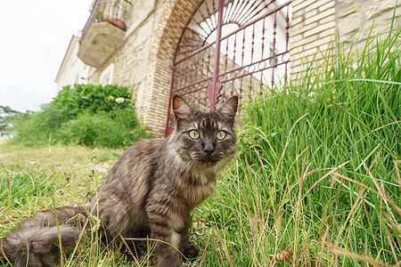 西班牙西班牙可爱小猫图片