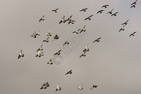 一群鸽子飞来飞去团体编队野生动物日落荒野航班移民自由蓝色鸟类图片