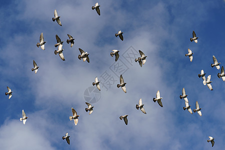 一群鸽子飞来飞去团体蓝色鸟类自由移民荒野航班日落编队翅膀图片