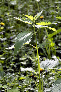 绿色背景的野生织物图片