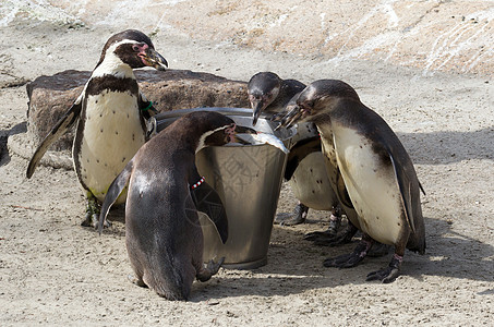 Pinguin正在进食海洋燕尾服异国生活荒野微笑野生动物支撑游泳岩石图片