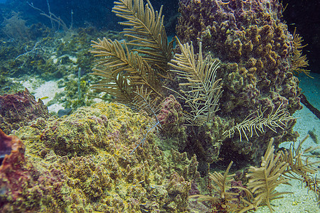 大西洋珊瑚礁海床浮潜海洋鱼类阳光水族馆海上生活荒野海景海洋生物图片
