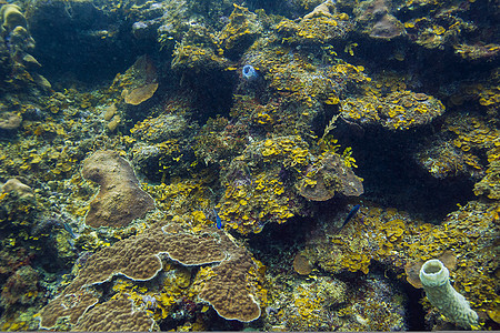 活珊瑚礁海景盐水鱼类潜水员潜水珊瑚海床海洋生物野生动物海上生活图片