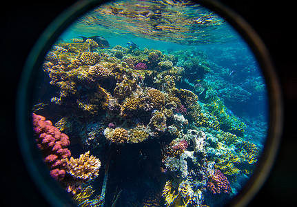 珊瑚和鱼类植物群海洋热带旅行荒野花园动物殖民地野生动物潜水图片