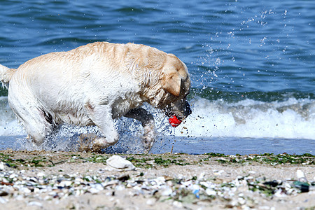 黄拉布拉多在海上玩耍猎犬黄色宠物天空太阳晴天波浪白色朋友海滨图片