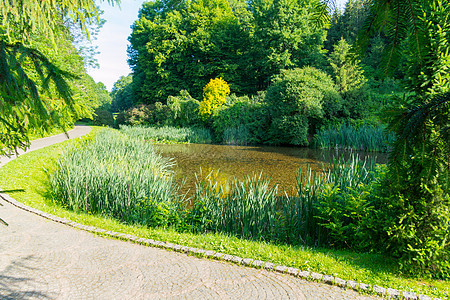 在绿色公园的背景下 一条通往小型绿色装饰湖的长廊图片