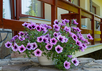 在房子门廊的白色锅里放紫色花朵图片