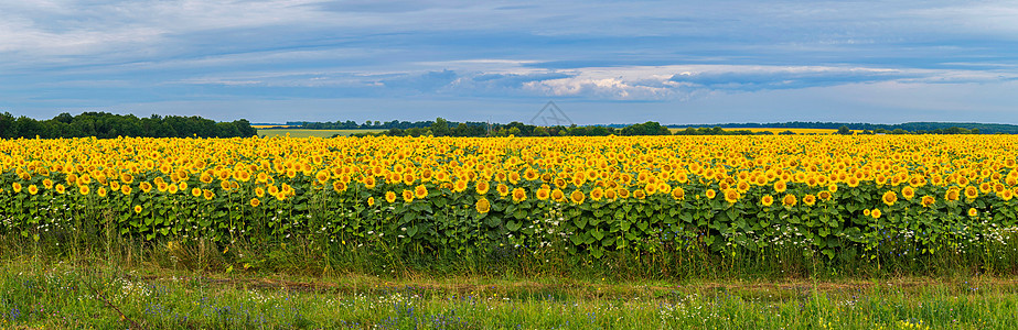 一片充满明亮黄向日葵的田地 高绿色花茎在清蓝的天空中图片