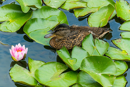 雌野鸭喜欢树叶里 水库里的粉红水百合丽图片