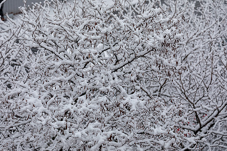 黑树枝上布满了毛绒雪 像一山甘甜的木棍棉羊毛图片