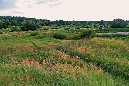 河岸附近沼泽地 草草和柳树灌木茂密图片