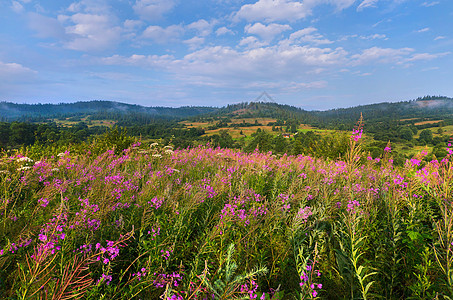 美丽的花朵在山地的草原上生长 野生自然的自然美图片