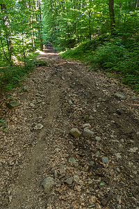林中一条泥土路 在灌木和树木之间交汇而成 有石块图片