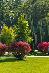 公园里的色彩与绿化草坪上不同种类的灌木和树木的和谐组合图片