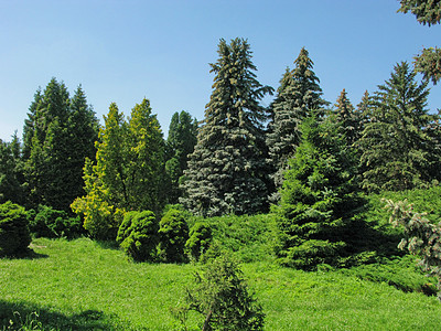 绿色草坪和蓝天空背景下的绿红毛树和美丽的装饰性灌木图片