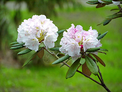 美妙的春天青春 白花和粉红色花朵 在树枝上 绿色叶子图片