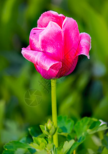 近身照片 粉红色大片的郁金香花 绿色叶子在高塔上高清图片