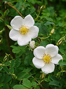绿厚的叶子中包括花朵上美味的白色花瓣 中间有长着丝绸的活塞图片