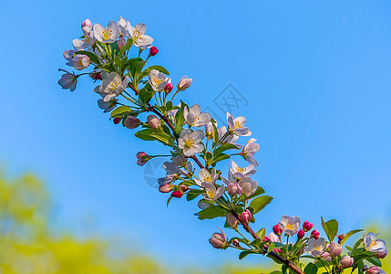 一个漂亮的开花樱桃树枝 上面开着白色的小花瓣和绿色的叶子图片