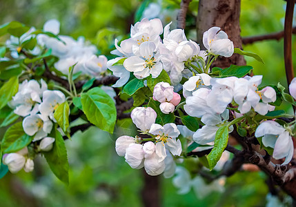 白花瓣樱桃树枝 有美丽的柔软的叶子 春天自然的美丽景色图片