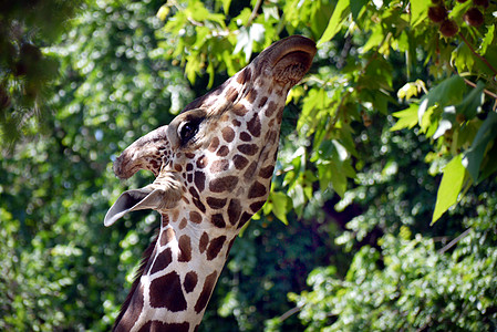 有趣的长颈鹿吃绿色叶子 树高高 看镜头图片
