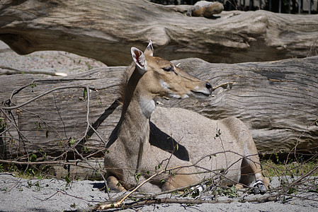 动物园里的一头美丽的动物向远看 坐在干枯的树干边上背景图片