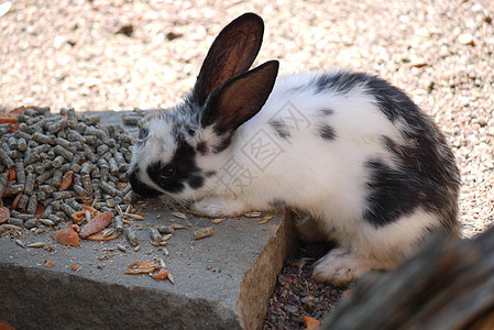 可爱的白色 黑斑兔子刺穿了耳朵 姜汁吃的食物在周围闪闪发光图片