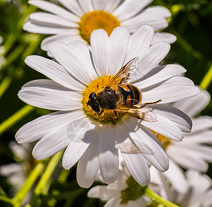 有蜜蜂的白雏菊花 美丽的大花朵背景图片