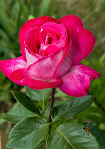 一个光荣的红红玫瑰花朵 巨大的花瓣和绿叶图片