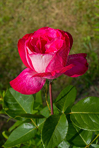 紧贴近身 一朵美丽的红红粉红色玫瑰 树干上有大片绿叶和刺图片