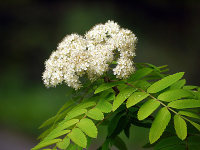 小白花和长绿叶弥漫着微薄的树枝图片