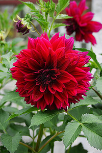 一朵美丽的红色大丽花 正在长出许多薄薄的花瓣 一朵美丽而壮观的花图片