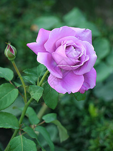 花瓣和绿芽尚未开开的玫瑰花朵 鲜美的紫色玫瑰花朵背景