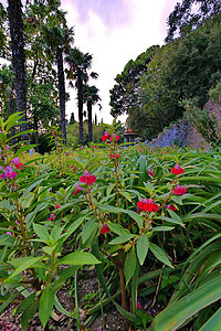 鲜花床的绿叶里有可爱的红花 在树荫和奇特棕榈树中生长图片