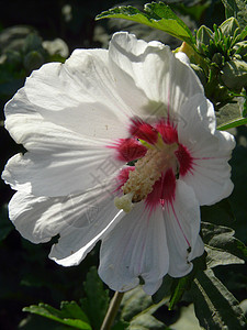一朵美丽的花朵 有宽阔的白花瓣 里面有虫子图片