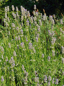 草原上含高水平的紫花枝 在开始的时候图片