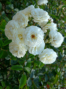 美丽的白玫瑰灌木丛中 薄薄着精细的花瓣图片