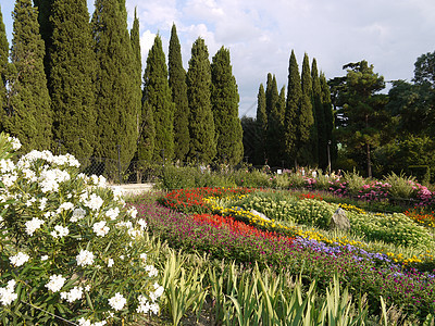 在白色花朵附近的公园里种着各种花朵 种植成阿拉伯的花卉图片