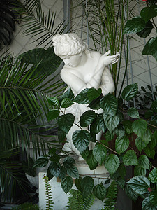 在冬季花园的无花果树和棕榈树背景下 一座白石女雕像图片