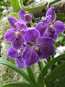紫兰花的美丽大开花芽图片